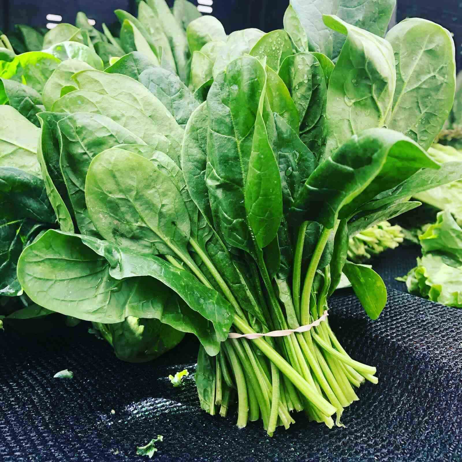 Leafy Vegetable